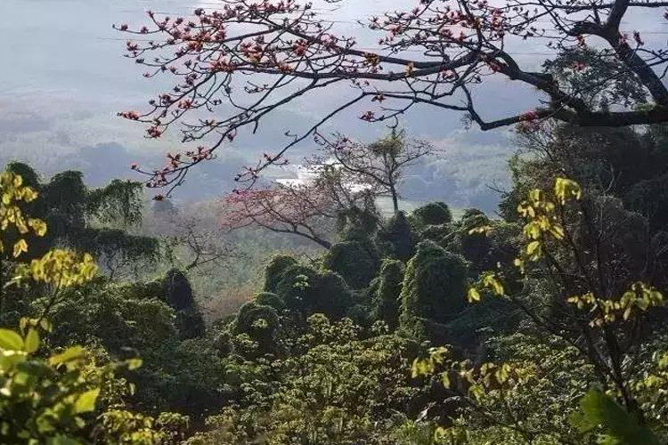 鹦哥岭